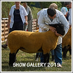 Gallery Show 2019