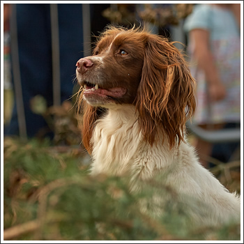 Spaniel