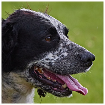 Dog Face