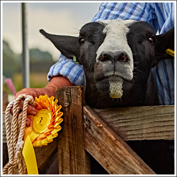 Rosette winner