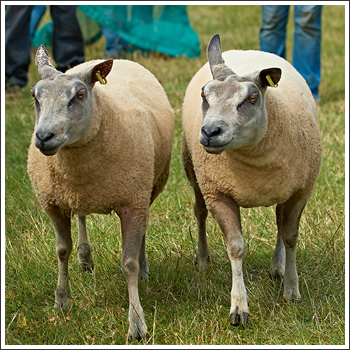 Pair of Sheep